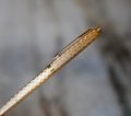 STYLO BILLE PARKER 75 METAL PL. OR FINITION GUIRLANDES - RARE VERSION – Image 2