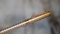 STYLO PLUME S.T. DUPONT OLYMPIO MOTIF D ENTRELACES - PLUME EN OR MASSIF 18 CARATS – Image 2